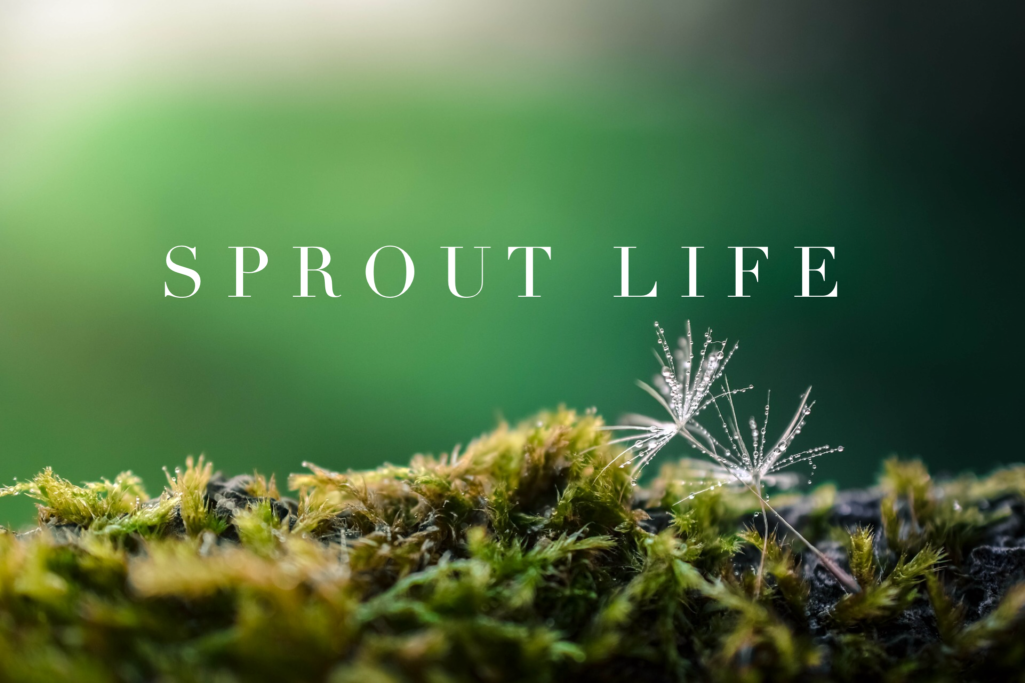 Sprout Life moss and seed hero image